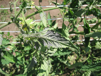 ¿Por qué se enroscan las hojas de los tomates en el invernadero? ¿Qué debo hacer?