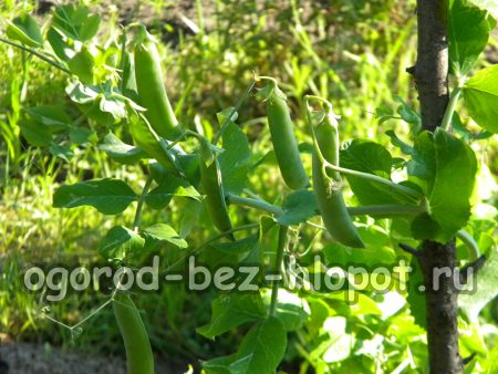Cultiver des pois au jardin : plantation et entretien