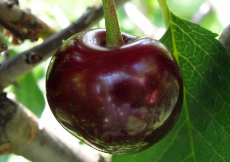 Shokoladnitsa-Kirsche: Sortenbeschreibung, Fotos, Bewertungen