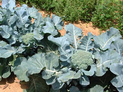 Cultiver des brocolis en pleine terre