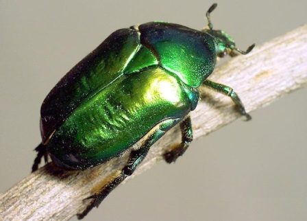 bronz böcek