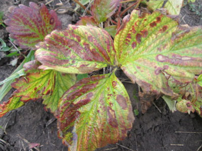 Maladies du fraisier : photos et traitements