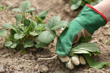 Fertilización de fresas durante la floración y la fructificación