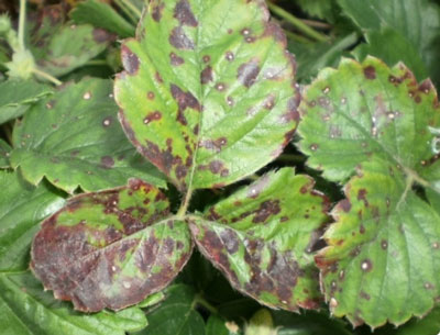 Maladies du fraisier : photos et traitements