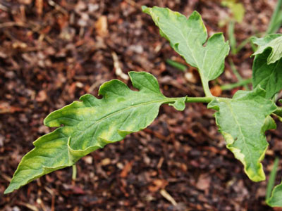 ¿Por qué se enroscan las hojas de los tomates en el invernadero? ¿Qué debo hacer?