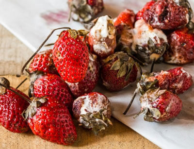Maladies du fraisier : photos et traitements