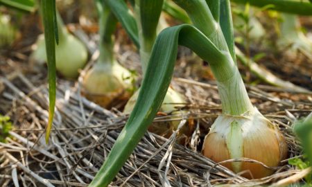 ¿Por qué las cebollas se ponen amarillas en el jardín?