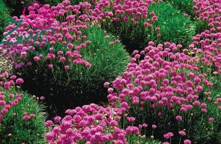Photo d'Armeria