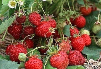 الفراولة: العناية بها في الربيع، نصائح من البستانيين ذوي الخبرة