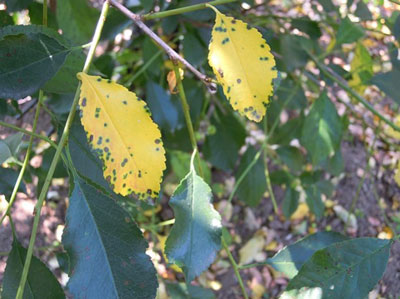 Cherry tree diseases: descriptions with photos and treatment methods