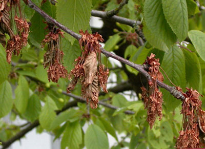 Cherry tree diseases: descriptions with photos and treatment methods