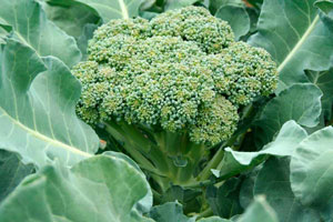 Cultiver des brocolis en pleine terre