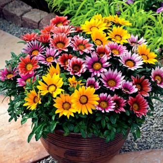 Plantation et entretien des gazanias