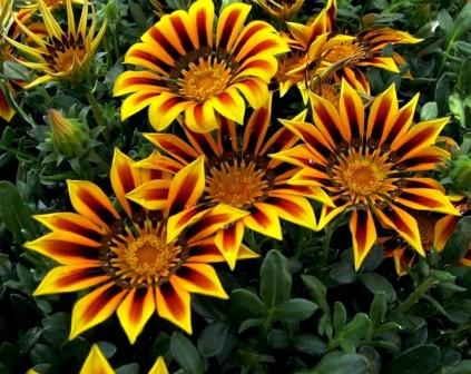 Culture et entretien du Gazania