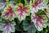 Heuchera-Pflanzung und Pflege (Fotos)