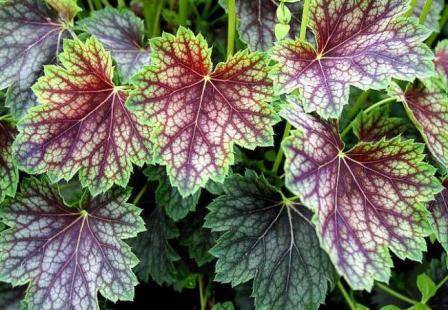 Foto di piantagione e cura dell'Heuchera