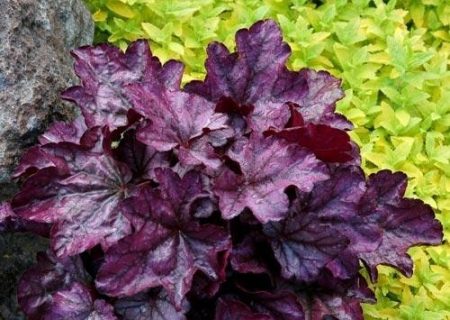 Castello viola di Heuchera