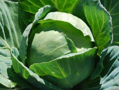 Cavolo: semina e cura in piena terra