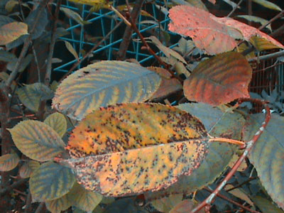 Cherry tree diseases: descriptions with photos and treatment methods