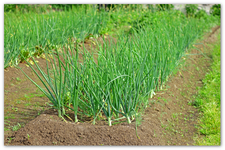 ¿Qué hacer si tengo cebollas en el jardín?