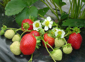 Maladies du fraisier : photos et traitements
