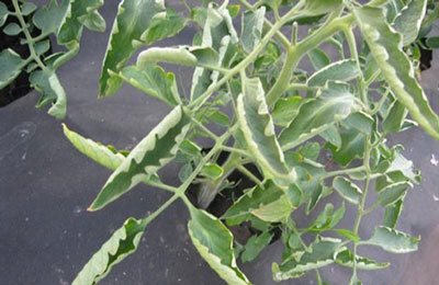 ¿Por qué se enroscan las hojas de los tomates en el invernadero? ¿Qué debo hacer?