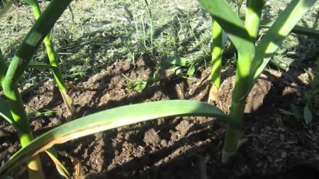 Knoblauch: Womit gießen?