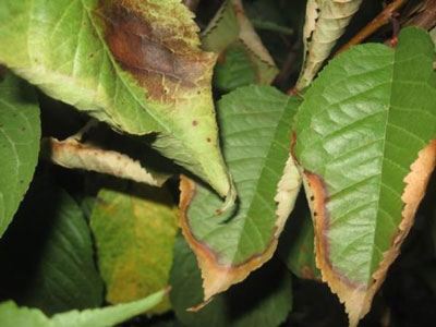 Cherry tree diseases: descriptions with photos and treatment methods