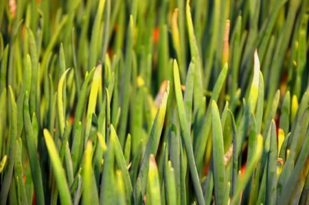 ¿Por qué se están poniendo amarillas las cebollas del jardín? ¿Qué debo hacer?