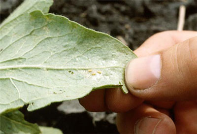 ¿Por qué se enroscan las hojas de los tomates en el invernadero? ¿Qué debo hacer?