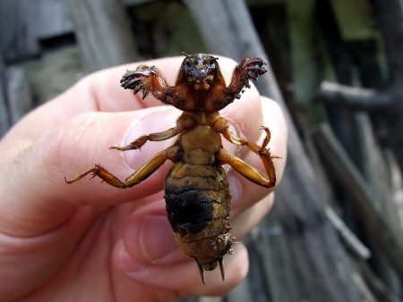 Wie man Maulwurfsgrillen im Garten loswird