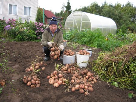 Как правилно да засаждаме картофи