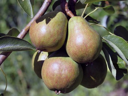 Comment prendre soin d'un poirier au printemps