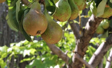 Comment prendre soin d'un poirier au printemps pour assurer une bonne récolte