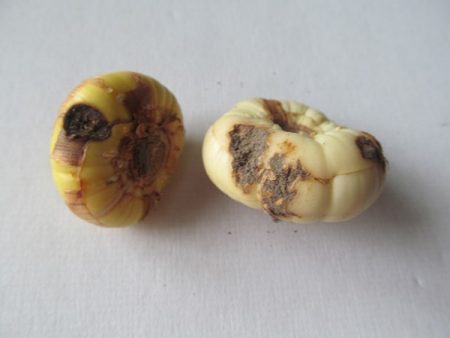 Quand faut-il sortir les glaïeuls du réfrigérateur pour la germination ?