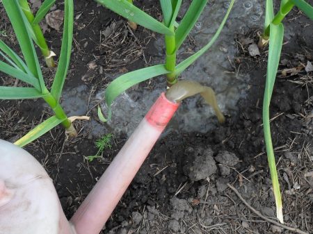 Der Knoblauch verfärbt sich gelb: Womit sollte man ihn düngen?