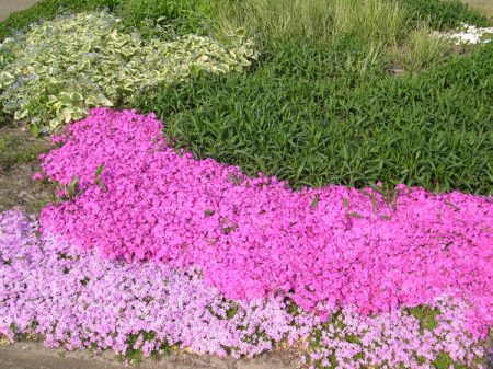 phlox subulé - plantation