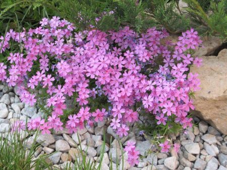 Phlox subulé - plantation et entretien