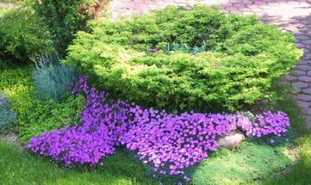 Phlox subulé - plantation et entretien, photo