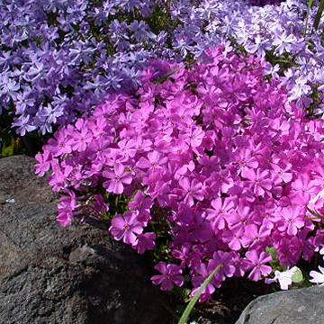 phlox subulé, photo