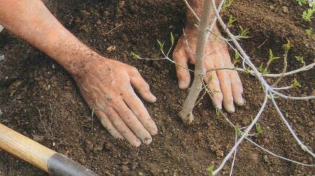 Quels soins dois-je apporter à un poirier au printemps ?