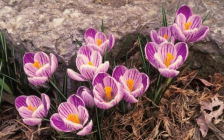 Krokusse