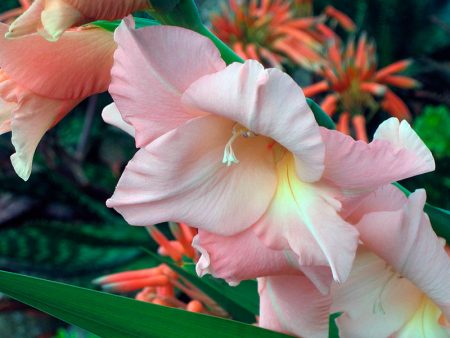 de magnifiques glaïeuls dans le jardin