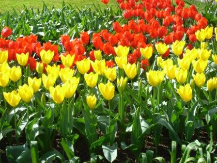 Tulpen