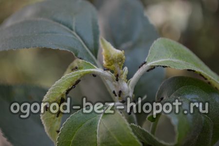 Maladies du pommier : description avec photos et méthodes de traitement