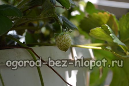 Coltivare le fragole in vaso