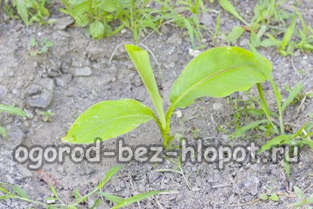 Besonderheiten beim Bananenanbau zu Hause