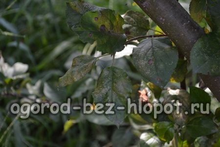 Maladies du pommier : description avec photos