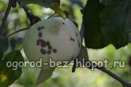 La croûte du pommier