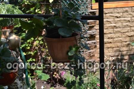 Come coltivare le fragole in vaso